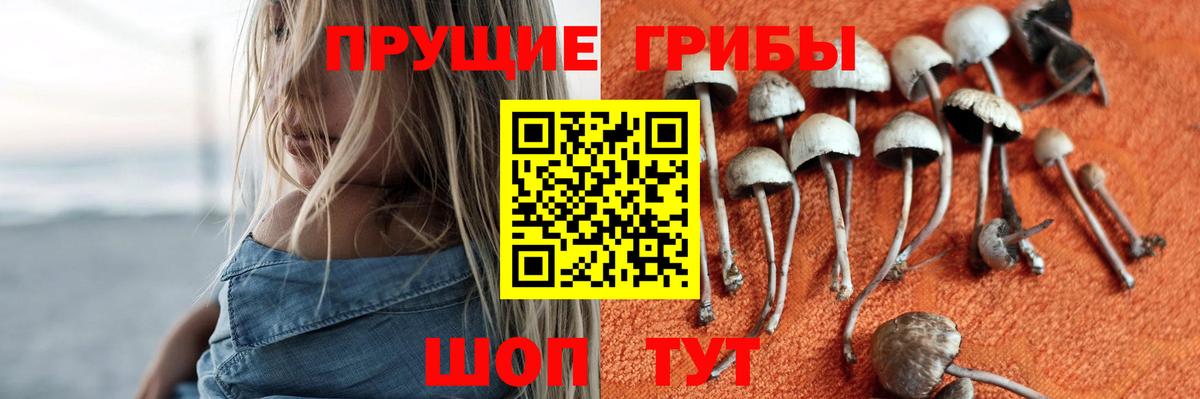 Псилоцибиновые грибы Cubensis Сердобск